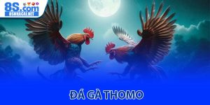Đá gà Thomo - Sân chơi cựa sắt đỉnh cao cùng nhà cái 8S