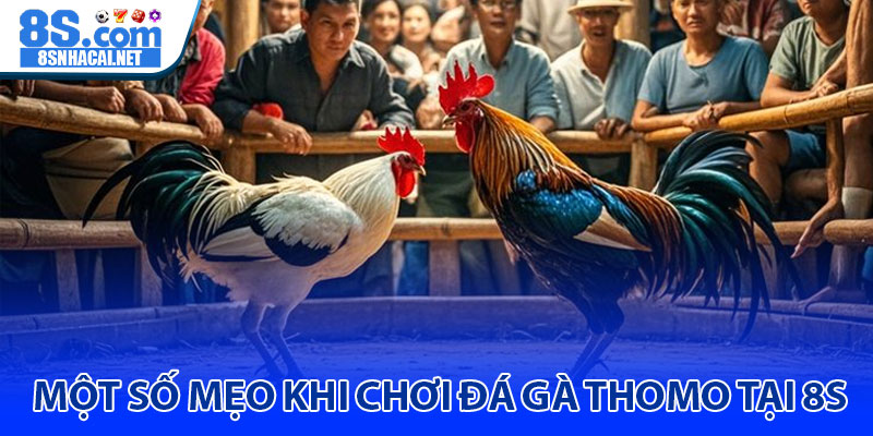 Một Số Mẹo Khi Chơi Đá Gà Thomo Tại 8S