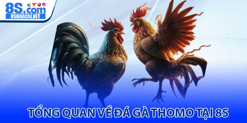 Tổng Quan Về Đá Gà Thomo Tại 8s